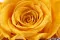 Rosa preservada XL Warm Yellow (x5) 3