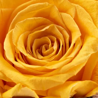 Konservierte Rose XL Warm Yellow (x5)