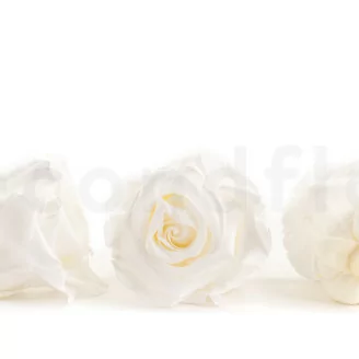Preserved Rose L White (x6)