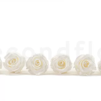 Konservierte Rose L Wei&szlig; (x6)