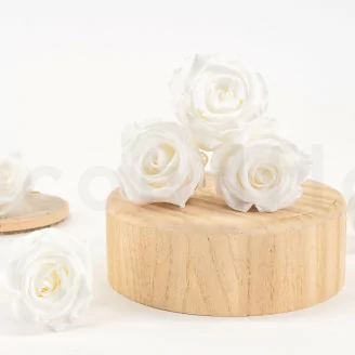 Rose stabilis&eacute;e L Blanc (x6)