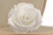 Rosa stabilizzata L Bianco (x6) 3