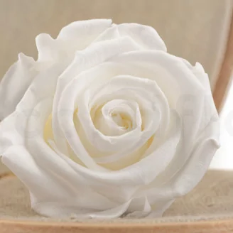 Konservierte Rose L Wei&szlig; (x6)