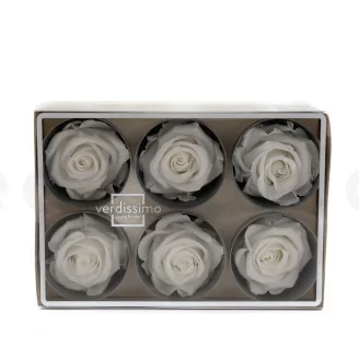 Rosa stabilizzata L Bianco (x6)