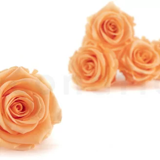 Rosa stabilizzata L Pesca (x6)