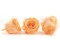Preserved Rose L Peach (x6) 4