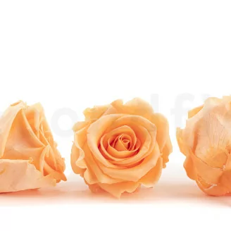 Rosa stabilizzata L Pesca (x6)