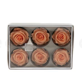 Konservierte Rose L Pfirsich (x6)