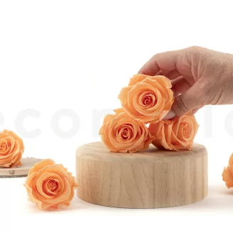 Konservierte Rose L Pfirsich (x6)