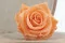 Konservierte Rose L Pfirsich (x6) 3