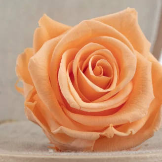 Rosa stabilizzata L Pesca (x6)