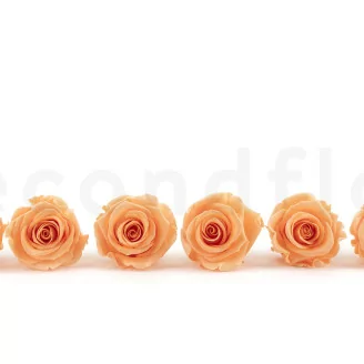 Rosa preservada L Melocot&oacute;n (x6)