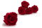 Rose stabilisée Verdissimo L - Boîte de 6 - Red 6
