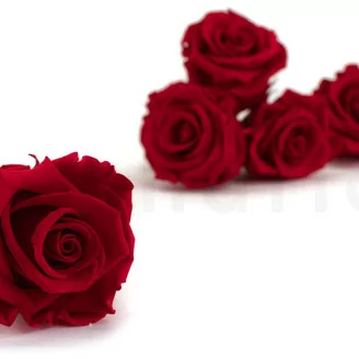 Rosa preservada L (x6) Rojo