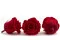 Rosa stabilizzata L Rosso (x6) 4