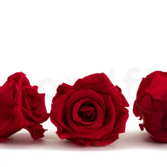 Rosa preservada L (x6) Rojo
