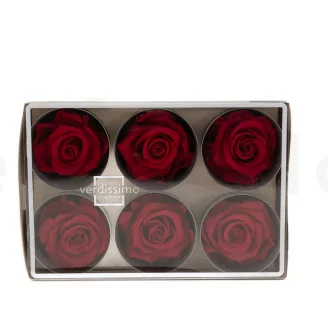 Preserved Rose L Red (x6)
