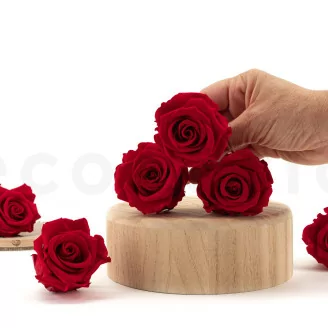 Rosa preservada L (x6) Rojo