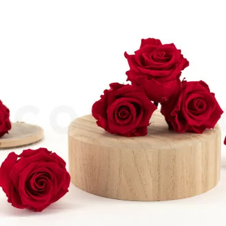 Preserved Rose L Red (x6)