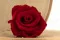 Rosa stabilizzata L Rosso (x6) 3