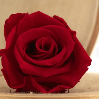 Rosa preservada L (x6) Rojo
