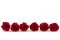 Konservierte Rose L Rot (x6) 6