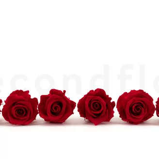 Rosa preservada L (x6) Rojo