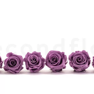 Konservierte Rose L Lila (x6)