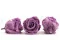 Rosa stabilizzata L Lilla (x6) 4