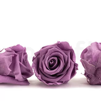 Preserved Rose L Lilac (x6)