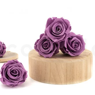 Rosa preservada L Lila (x6)