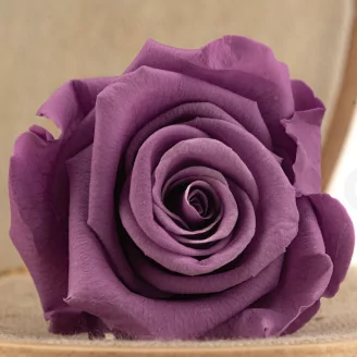 Konservierte Rose L Lila (x6)