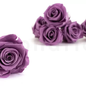 Konservierte Rose L Lila (x6)