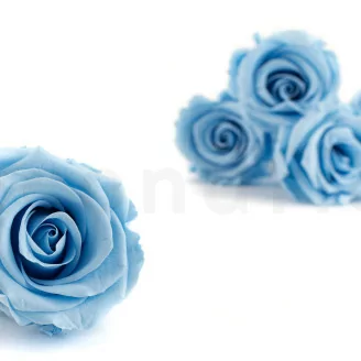Rosa stabilizzata L Blu chiaro (x6)