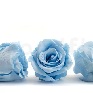 Rosa preservada L Azul Claro (x6)