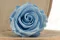 Rose stabilis&eacute;e L Bleu Clair (x6) 3