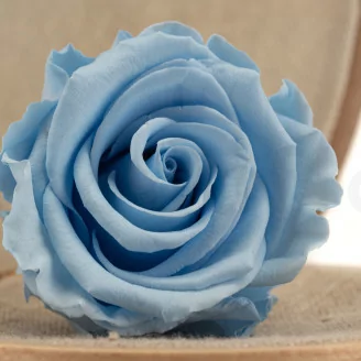 Rosa preservada L Azul Claro (x6)