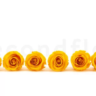 Konservierte Rose L Warm Yellow (x6)