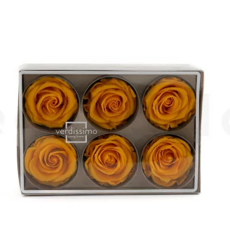 Preserved Rose L Warm Yellow (x6)