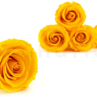 Preserved Rose L Warm Yellow (x6)