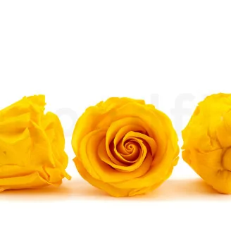 Konservierte Rose L Warm Yellow (x6)