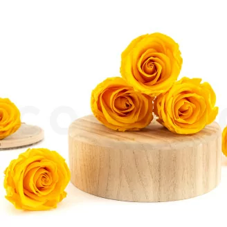 Rosa stabilizzata L Warm Yellow (x6)