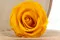 Rose stabilis&eacute;e L Warm Yellow (x6) 3