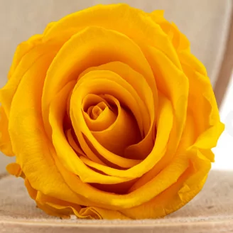 Preserved Rose L Warm Yellow (x6)