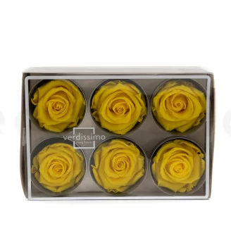 Konservierte Rose L Hellgelb (x6)