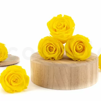Rose stabilis&eacute;e L Jaune Clair (x6)