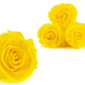 Konservierte Rose L Hellgelb (x6)