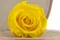Rosa stabilizzata L Giallo Chiaro (x6) 3