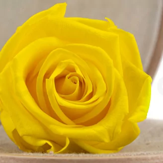 Konservierte Rose L Hellgelb (x6)