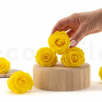 Konservierte Rose L Hellgelb (x6)